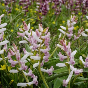 Corydalis ledebouriana (pale form)